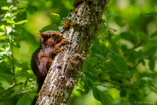 Écureuil roux — Sciurus vulgaris Linnaeus, 1758