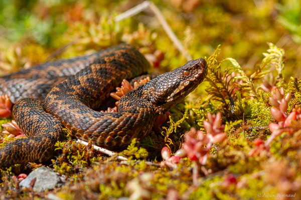 Vipère aspic de Zinniker – Vipera aspis zinnikeri (Kramer, 1958), (Borce (64), France, le 28/05/2024)