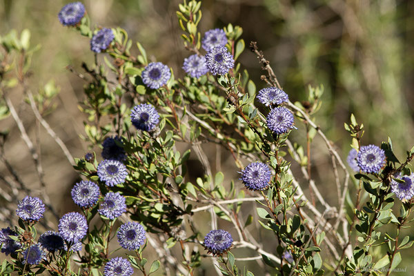 Globulaire alypum — Globularia alypum L., 1753, (Parc Naturel des Ports (Catalogne), Espagne, le 07/02/2022)