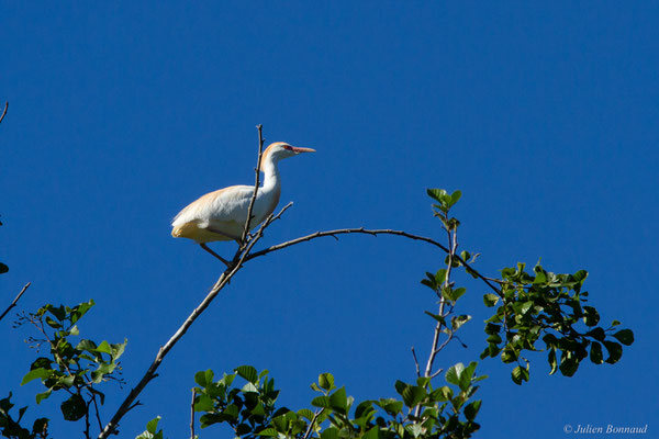 Héron garde-boeufs — Bubulcus ibis (Linnaeus, 1758), (Lac d'Orthez (64), France, le 31/05/2019)