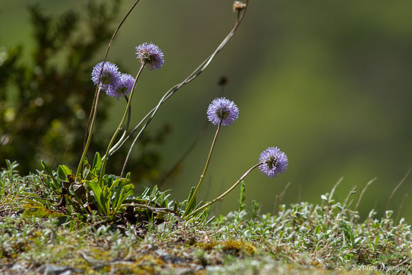 Globulaire à tiges nues — Globularia nudicaulis L., 1753, (Etsaut (64), France, le 30/04/2019)