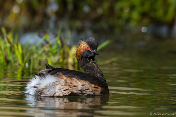Grèbe à cou noir — Podiceps nigricollis Brehm, CL, 1831, (adulte en plumage nuptial) (parc animalier des Pyrénées, France, le 01/04/2018)