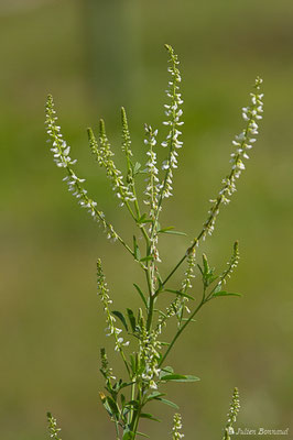 Mélilot blanc — Melilotus albus Medik., 1787
