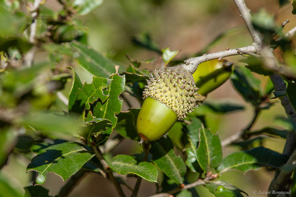 Chêne Kermès — Quercus coccifera L., 1753, (Tétouan (Tanger-Tétouan-Al Hoceïma), Maroc, le 27/09/2023)