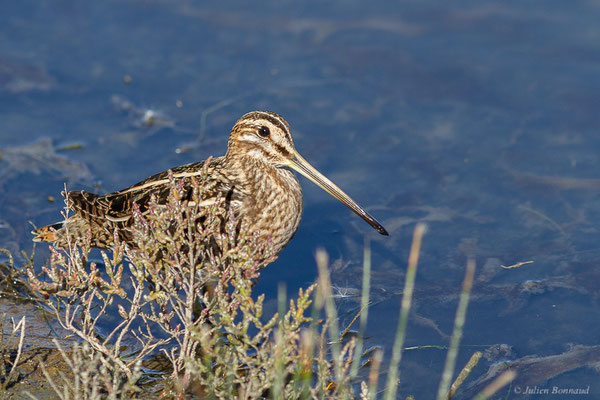 Bécassine des marais — Gallinago gallinago (Linnaeus, 1758), (Réserve ornithologique du Teich (33), France, le 18/10/2022)