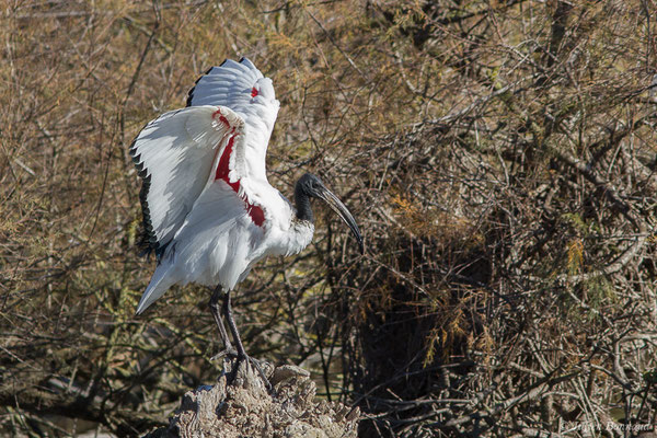 Ibis sacré — Threskiornis aethiopicus (Latham, 1790), (Parc ornithologique de Pont de Gau (13), France, le 20/02/2020)