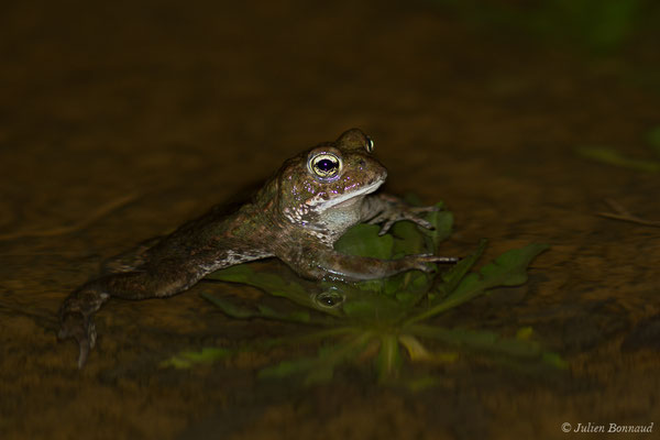 Crapaud calamite — Epidalea calamita (Laurenti, 1768)