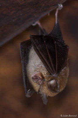 Petit rhinolophe — Rhinolophus hipposideros (Borkhausen, 1797)