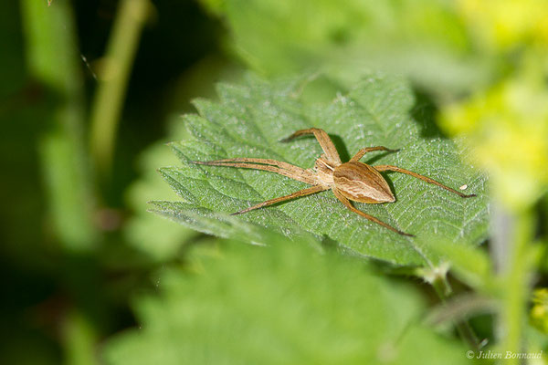 Pisaure admirable (Pisaura mirabilis) (Loubieng (64), France, le 29/04/2020)