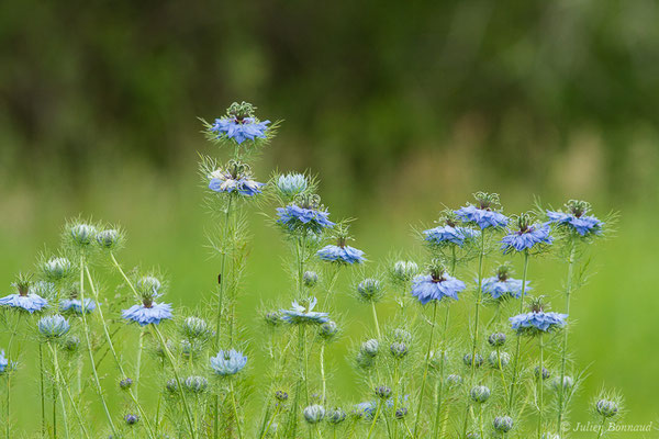 Nigelle de Damas, Herbe de Capucin — Nigella damascena L., 1753