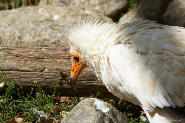 Vautour percnoptère — Neophron percnopterus (Linnaeus, 1758), (adulte) (Par animalier des Pyrénées, Argelès-Gazost (65), France, le 18/09/2022)