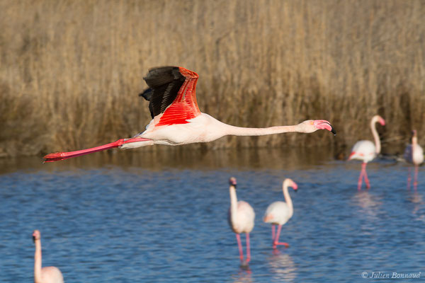 Flamant rose – Phoenicopterus roseus Pallas, 1811, (Parc ornithologique de Pont de Gau (13), France, le 20/02/2020)