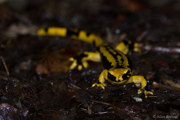 Salamandre tachetée — Salamandra salamandra fastuosa (Schreiber, 1912), (adulte) (Accous (64), France, le 10/04/2019)