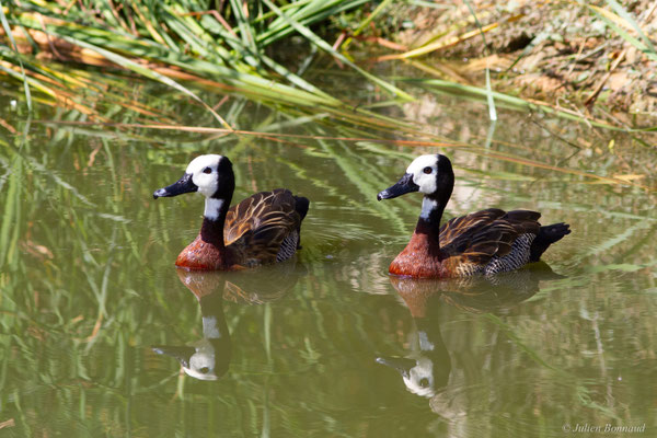 Dendrocygne veuf — Dendrocygna viduata (Linnaeus, 1766)