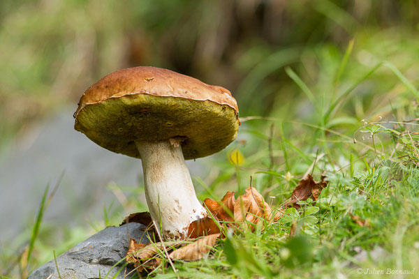 Cèpe des pins — Boletus pinophilus Pilát & Dermek, 1973, (Station de ski de Gourette, Eaux-Bonnes (64), France, le 17/09/2021)