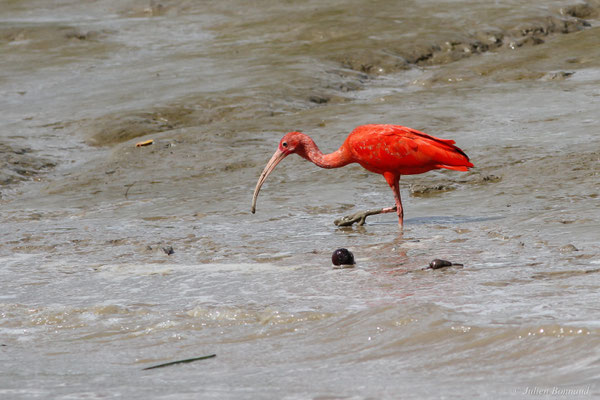 Ibis rouge — Eudocimus ruber (Linnaeus, 1758), (Dégrad des Cannes, Remire-Montjoly, Guyane, le 08/11/2015)