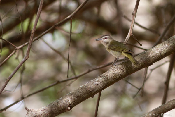 Viréo à moustaches — Vireo altiloquus (Vieillot, 1808)