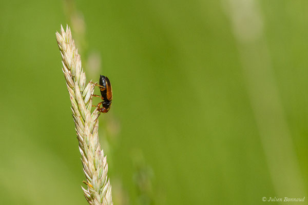 Diachrome allemand (Diachromus germanus) (Monein (64), France, le 21/05/2020)