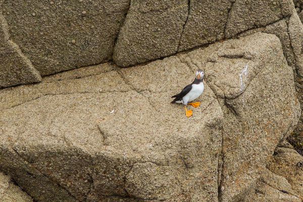 Macareux moine – Fratercula arctica (Linnaeus, 1758), (Réserve naturelle nationale des Sept-Îles, Perros-Guirec (22), France, le 05/07/2021)