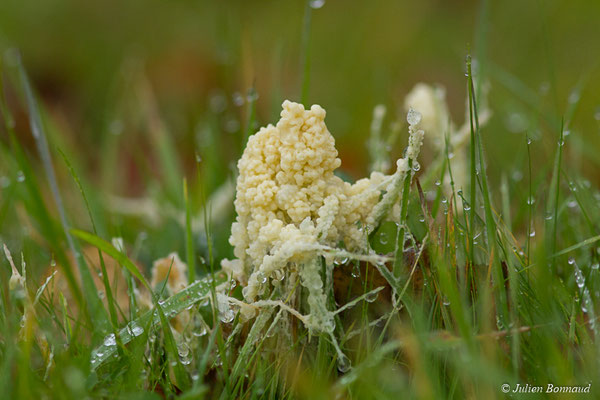 Mucilage crustacé (Mucilago crustacea) (Neuillac (56), France, le 05/12/2017)