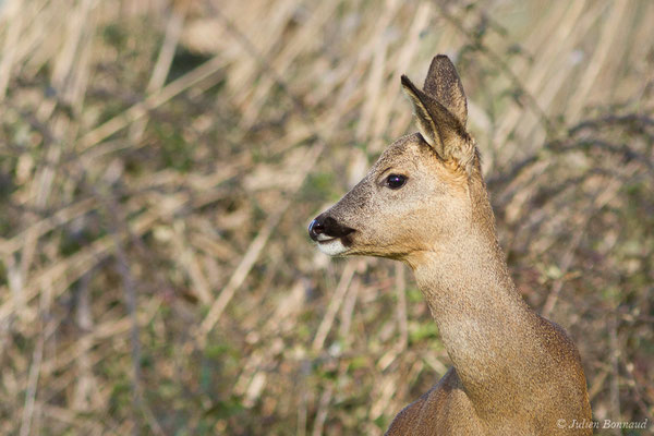Chevreuil européen – Capreolus capreolus (Linnaeus, 1758), (Braud-et-Saint-Louis (33), le 06/03/2018)