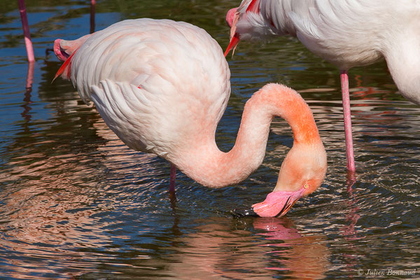 Flamant rose – Phoenicopterus roseus Pallas, 1811, (Parc ornithologique de Pont de Gau (13), France, le 20/02/2020)