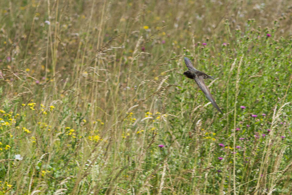 Martinet noir — Apus apus (Linnaeus, 1758), (Azereix (65), France, le 09/06/2020)