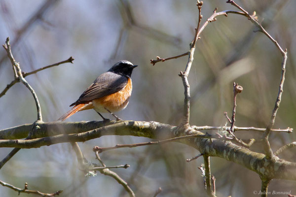 Rougequeue à front blanc — Phoenicurus phoenicurus (Linnaeus, 1758)