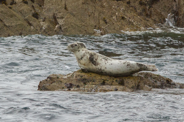 Phoque gris – Halichoerus grypus (Fabricius, 1791), (Réserve naturelle nationale des Sept-Îles, Perros-Guirec (22), France, le 05/07/2021)