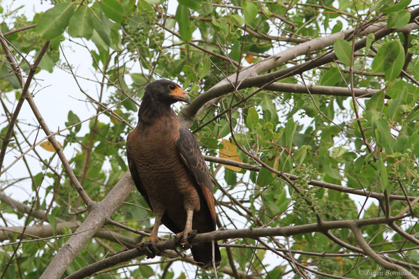 Buse buson — Buteogallus aequinoctialis (Gmelin, 1788), (adulte), (Dégrad des Cannes, Remire-Montjoly, Guyane, le 31/12/2015)