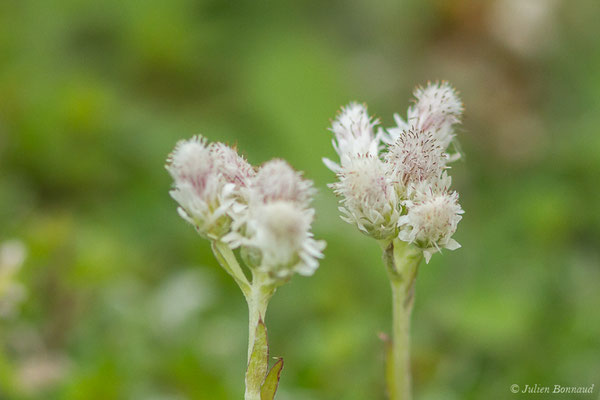 Gnaphale dioïque — Antennaria dioica (L.) Gaertn., 1791, (Station de ski de Gourette, Eaux Bonnes (65), France, le 15/06/2020)