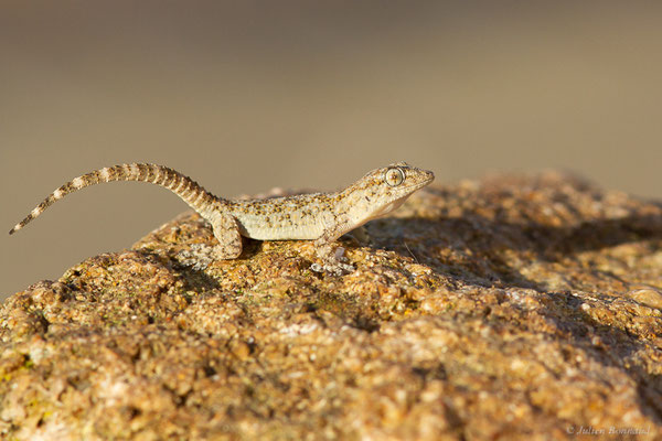 Tarente de Maurétanie — Tarentola mauritanica (Linnaeus, 1758), (Larache (Tanger-Tétouan-Al Hoceïma), Maroc, le 18/01/2023)