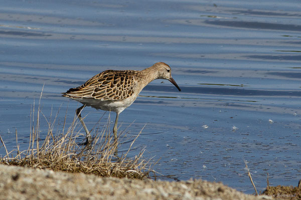 Combattant varié — Calidris pugnax (Linnaeus, 1758), (Réserve ornithologique du Teich (33), France, le 18/10/2022)