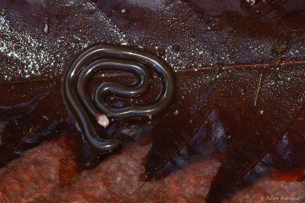 Typhlophide écailleux — Typhlophis squamosus (Schlegel, 1839), (Chutes Voltaire, Saint-Laurent-du-Maroni, Guyane, le 22/07/2017)