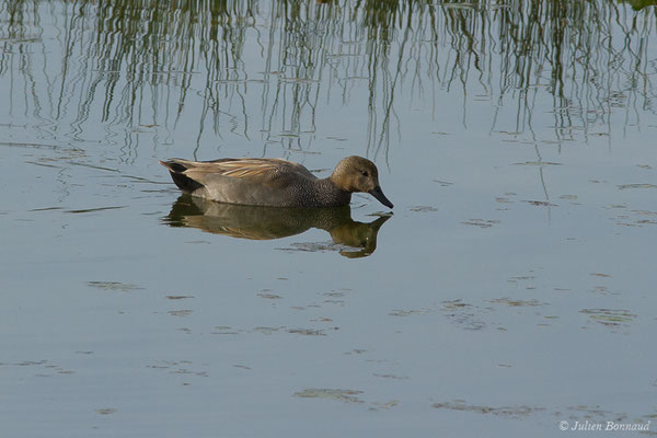 Canard chipeau — Mareca strepera (Linnaeus, 1758), (Parc écologique Plaiaundi, Irun, Espagne, le 09/02/2019)