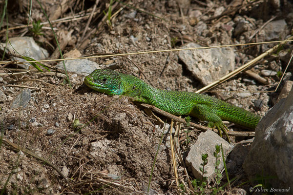 Lézard à deux raies — Lacerta bilineata (Daudin, 1802), (mâle adulte) (fort du Portalet, Etsaut (64), France, le 07/04/2021)