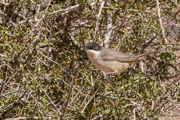 Fauvette orphée — Curruca hortensis (J.F. Gmelin, 1789),(Msseyed (Guelmim-Oued Noun), Maroc, le 29/03/2024)