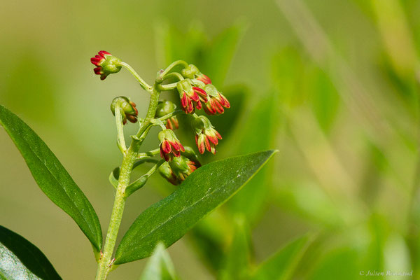 Corroyère à feuilles de myrte — Coriaria myrtifolia L., 1753, (Lespielle (64), France, le 20/04/2024)