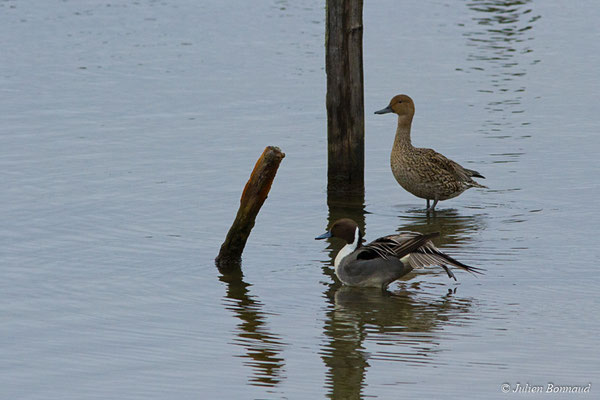 Canard pilet — Anas acuta Linnaeus, 1758