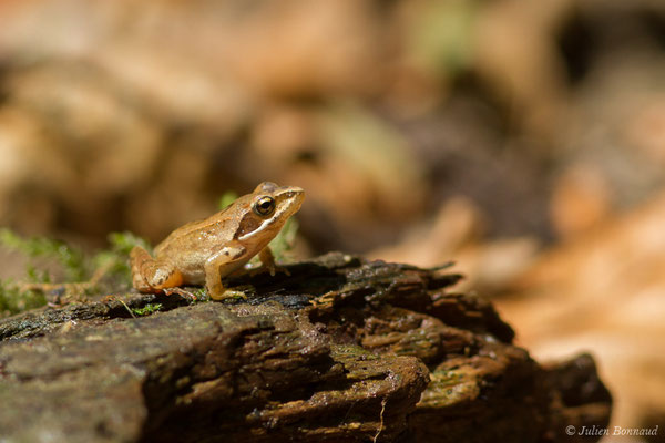 Grenouille agile — Rana dalmatina Fitzinger in Bonaparte, 1838