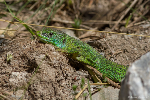 Lézard à deux raies — Lacerta bilineata (Daudin, 1802), (mâle adulte) (fort du Portalet, Etsaut (64), France, le 07/04/2021)