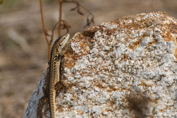 Lézard sicilien, Lézard des ruines — Podarcis siculus (Rafinesque-Schmaltz, 1810), (femelle adulte) (Poticcio (2A), France, le 01/09/2019)