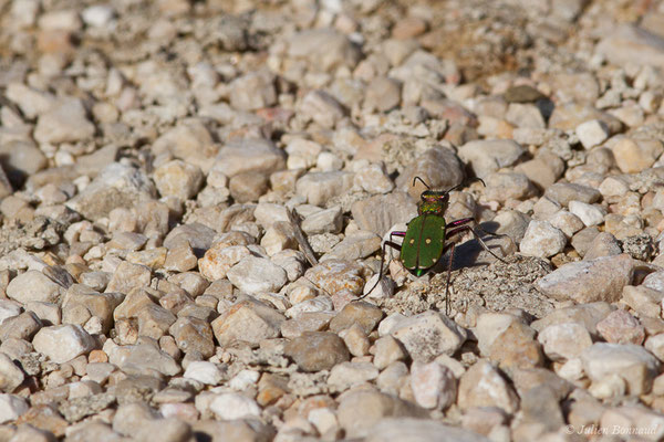 Cicindèle champêtre (Cicindela campestris) (Aulon (31), France, le 22/03/2019)