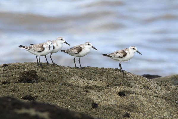 Bécasseau sanderling — Calidris alba (Pallas, 1764)