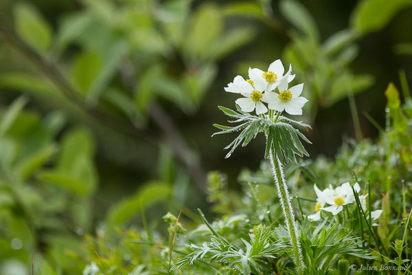 Anémone à fleurs de Narcisse — Anemonastrum narcissiflorum (L.) Holub, 1973