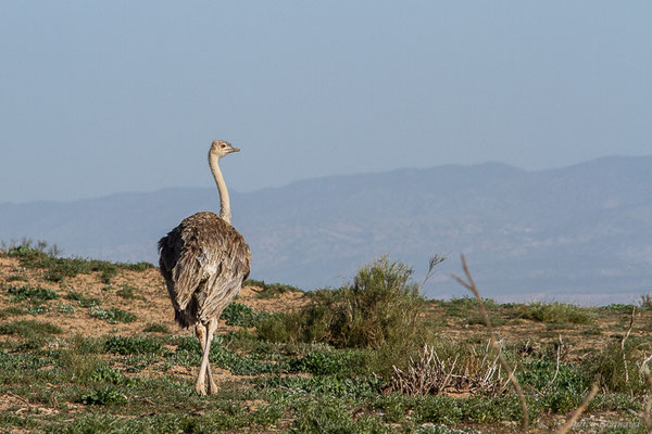 Autruche à cou rouge ou autruche Afrique du Nord —  Struthio camelus Linnaeus, 1758, (Parc national de Souss-Massa, Sidi Binzarne (Agadir), (réserve des gazelles), le 01/02/2023) 