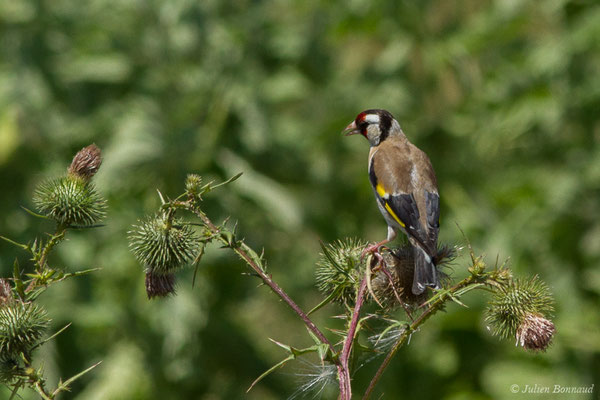 Chardonneret élégant — Carduelis carduelis (Linnaeus, 1758), (Saint-Sorlin-de-Cognac (17), France, le 21/06/2018)
