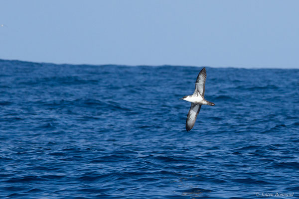 Puffin majeur — Ardenna gravis (O'Reilly, 1818)