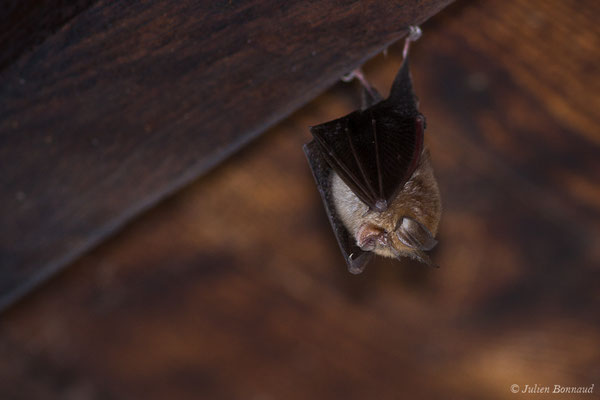 Petit rhinolophe – Rhinolophus hipposideros (Borkhausen, 1797), (Parbayse (64), France, le 22/08/2019)