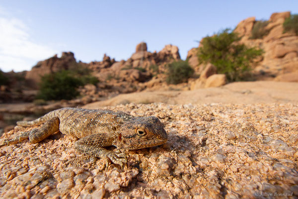 Agame de Bibron — Agama impalearis Boettger, 1874